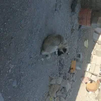 سگ نگهبان