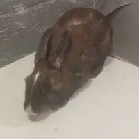 خرگوش فروشی|موش و خرگوش|مریوان, |دیوار