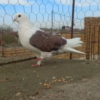 کبوتر رنگی|پرنده|تاتار علیا, |دیوار