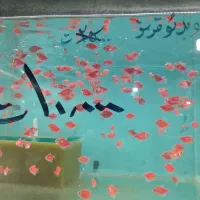 انواع ماهی آکواریوم از ۵۰۰۰تا۲۰۰۰۰|ماهی|مشهد, بهاران|دیوار