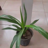 گل پتوس سانسوریایوکاکاج مطبق اشک ملکه برگ بیدی|گل و گیاه طبیعی|لنجان, |دیوار