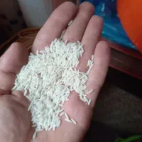 فروش برنج طارم هاشمی درجه۱ ونیم دانه طارم هاشمی|خوردنی و آشامیدنی|قائم‌شهر, |دیوار