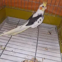 عروس هلندی نر