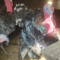 دوتا بوقلمون نر|حیوانات مزرعه|مشهد, تبادکان|دیوار