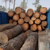 خریدار نقدی انواع چوب باغی وجنگلی|خدمات باغبانی و درختکاری|ارومیه, |دیوار