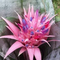 گیاه زیبای آکمیا با گلهای فوق العاده خاص