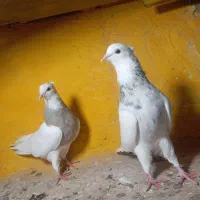 طوقی 2تا صرب ماده