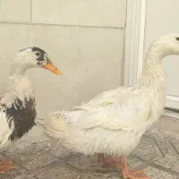 اردک