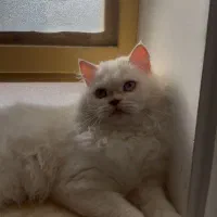 گربه پرشین سفید