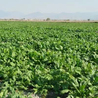 اسفناج فروشی