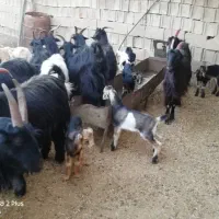بز کهره دار|حیوانات مزرعه|شیراز, باجگاه|دیوار