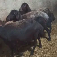 تعداد 20راس میش افشاری بره دار دوباره باز ابستن