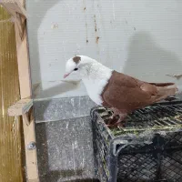 سرخ کله سفید|پرنده|سبزوار, جوادیه غربی|دیوار