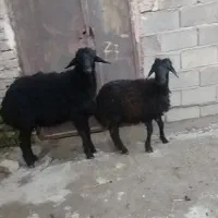 قوچ قره قزل