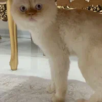 گربه اصیل پرشین