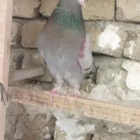 کبوتر پلاکی و پرشی|پرنده|هشتگرد, گلسار|دیوار