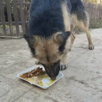 سگ ژرمن پیداشده|حیوانات|پیشوا, |دیوار