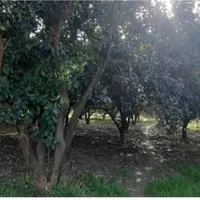 زمین کشاوزی ۲۴۴۰متری (قابل تفکیک) صدمیلیون|فروش دفتر صنعتی، کشاورزی، تجاری|قائم‌شهر, |دیوار