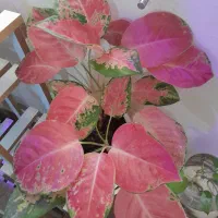 انواع گیاهان کلکسیونی خاص|گل و گیاه طبیعی|بهبهان, |دیوار