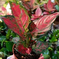 انواع آگلونما رنگی تخفیف به مناسبت روز مادر|گل و گیاه طبیعی|مشهد, کوی المهدی|دیوار