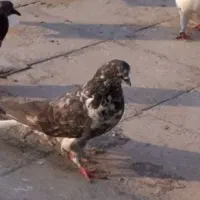 کبوتر.