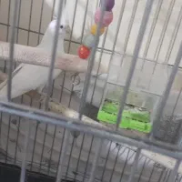 یک جفت عروس هلندی دستی رام|پرنده|فردیس, شهرک شهید حسینی|دیوار