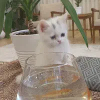 گربه بریتیش اصیل