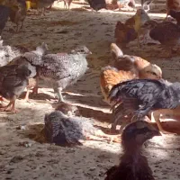 جوجه یک ماهه