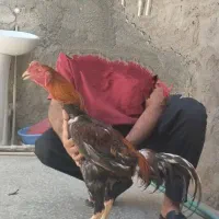 خروس لاری افغان