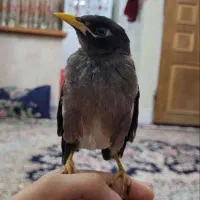 مینا دست آموز