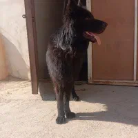 سگ ژرمن بلک خالص نَر|سگ|خرم‌آباد, |دیوار