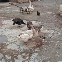 فروش غاز و بوقلمون و مرغ و خروس و اردک|حیوانات مزرعه|نقده, |دیوار