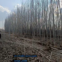 اکبری احمدآقایی پسته. نهال انگور صنوبر|خدمات باغبانی و درختکاری|لنجان, |دیوار