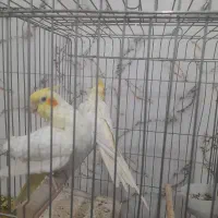 یک جفت عروس هلندی نژادلوتینورام عتیقه