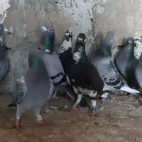 ۷۰عدد پرنده کبوتر پلاکی مسافتی