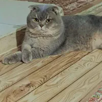 گربه اسکاتیش فولد آماده جفت‌گیری