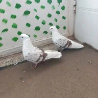 نر و ماده پلنگ عتیقه کفتر|پرنده|بروجرد, |دیوار