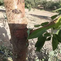 پیوند درخت