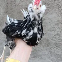 مرغ خروس اصیل گلین