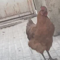 ۱۵ تا مرغ با ۳ عدد خروس