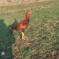 لاری ۷ماهه|حیوانات مزرعه|ایواوغلی, |دیوار