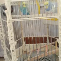 عروس هلندی با ۷ تا تخم عروس هلندی و مرغ عشق با قفس|پرنده|فیروزکوه, |دیوار