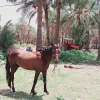 اسبسالمفروشی|اسب و تجهیزات اسبسواری|فاریاب, |دیوار