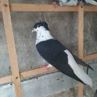 جفت ساده کاکلی
