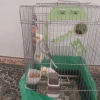 عروس هلندی مولد به ضمانت