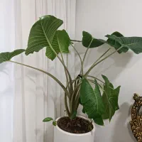 گل بابا آدم|گل و گیاه طبیعی|الیگودرز, |دیوار