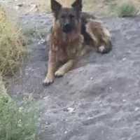 واگذاری سگ ژرمن ماده