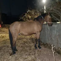 اسب|اسب و تجهیزات اسب‌سواری|کوهسار (البرز), |دیوار