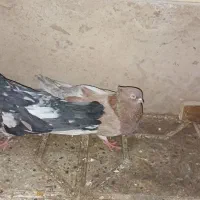 کبوتر|پرنده|تهران, ترمینال جنوب|دیوار
