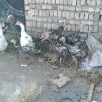 مرقو خوخوروس|حیوانات مزرعه|مشهد, نیزه|دیوار